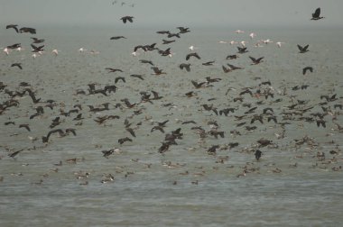 Beyaz yüzlü ördek sürüsü, ıslık çalan ördekler ve devasa ördekler. Oiseaux du Djoudj Ulusal Parkı. Saint-Louis 'de. Senegal.