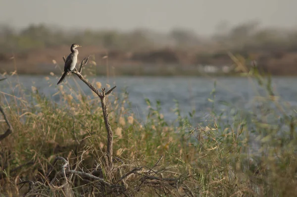 Ağaçtaki Karabatak Mikrokarbonat Afrikanus Oiseaux Djoudj Ulusal Parkı Saint Louis — Stok fotoğraf