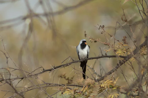 Muž Namaqua Holubice Oena Capensis Národní Park Oiseaux Djoudj Saint — Stock fotografie