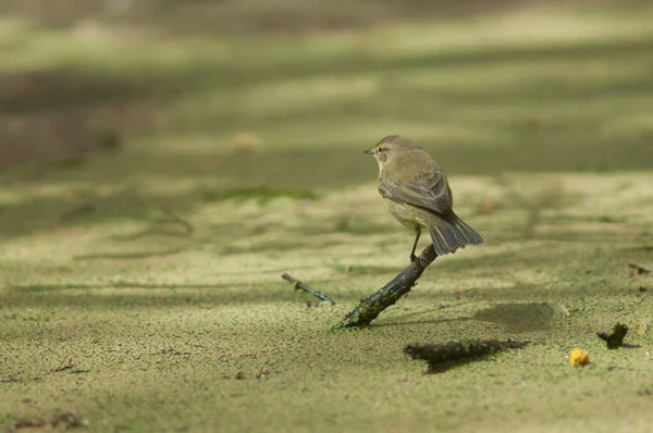 Chiffchaff Comum Phylloscopus Collybita Ramo Uma Lagoa Parque Nacional Oiseaux — Fotografia de Stock