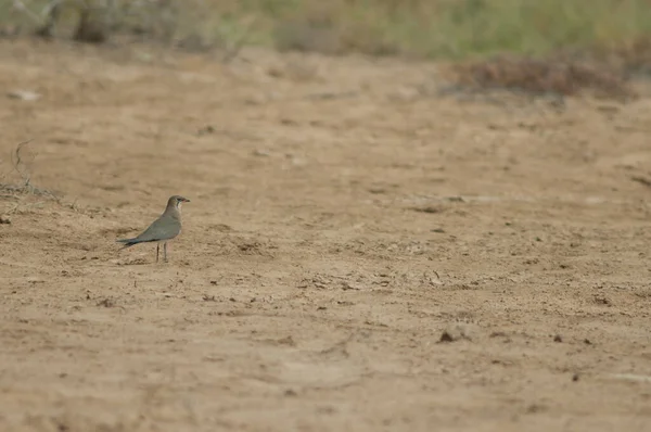 Collare Pratincole Glareola Pratincola Nel Parco Nazionale Oiseaux Djoudj Saint — Foto Stock