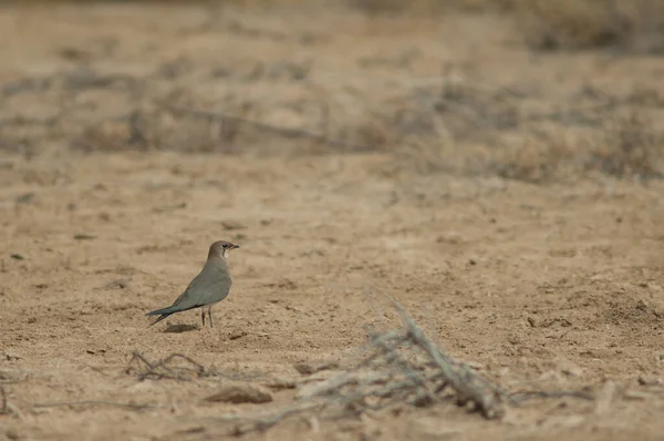 Halsband Pratincole Glareola Pratincola Nationalpark Oiseaux Djoudj Saint Louis Senegal — Stockfoto