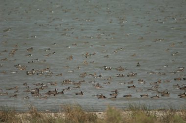 Beyaz yüzlü ördek sürüsü, dolgun ıslık çalan ördekler, kuzey ince kuyruklu ördekler ve devasa şeyler. Oiseaux du Djoudj Ulusal Parkı. Saint-Louis 'de. Senegal.