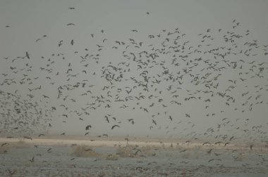 Beyaz yüzlü ördek sürüsü, dolgun ıslık çalan ördekler, devasa ve kuzey ince kuyruklu ördekler. Oiseaux du Djoudj Ulusal Parkı. Saint-Louis 'de. Senegal.