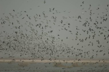 Beyaz yüzlü ördek sürüsü, dolgun ıslık çalan ördekler, devasa ve kuzey ince kuyruklu ördekler. Oiseaux du Djoudj Ulusal Parkı. Saint-Louis 'de. Senegal.