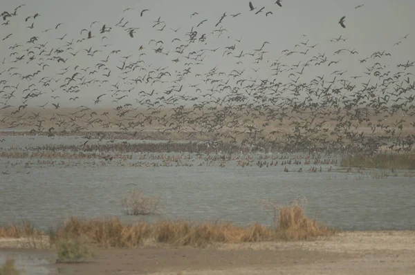 Manada Patos Silbantes Cara Blanca Patos Silbantes Garganey Pintails Del —  Fotos de Stock