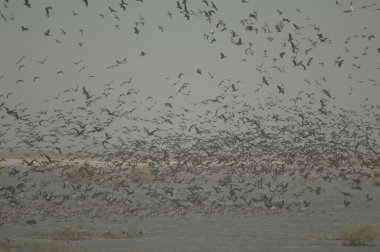 Beyaz yüzlü ördek sürüsü, dolgun ıslık çalan ördekler, devasa ve kuzey ince kuyruklu ördekler. Oiseaux du Djoudj Ulusal Parkı. Saint-Louis 'de. Senegal.