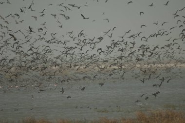 Beyaz yüzlü ördek sürüsü, dolgun ıslık çalan ördekler, devasa ve kuzey ince kuyruklu ördekler. Oiseaux du Djoudj Ulusal Parkı. Saint-Louis 'de. Senegal.