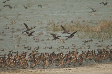 Beyaz yüzlü ıslık çalan ördekler, dolu ıslık çalan ördekler ve kocaman ördekler. Oiseaux du Djoudj Ulusal Parkı. Saint-Louis 'de. Senegal.