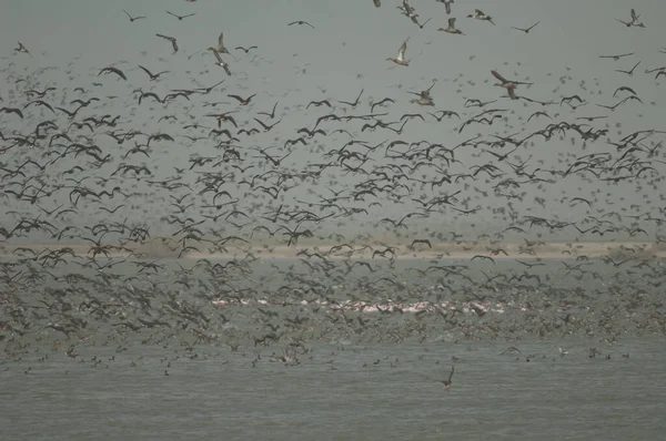 Hejno Bílých Hvízdajících Kachen Plných Hvízdajících Kachen Garganey Severních Pintejlů — Stock fotografie