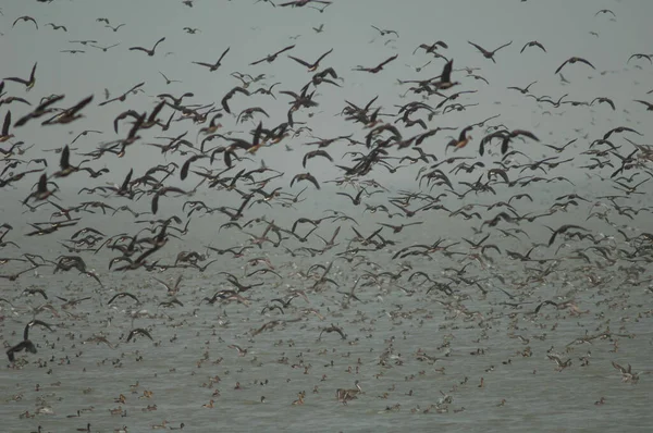 Hejno Bílých Hvízdajících Kachen Plných Hvízdajících Kachen Garganey Severních Pintejlů — Stock fotografie