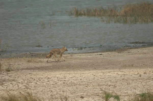 Lobo Dorado Africano Canis Lupaster Parque Nacional Oiseaux Djoudj Saint —  Fotos de Stock