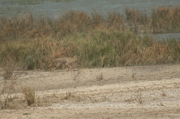 Lobo Dorado Africano Canis Lupaster Parque Nacional Oiseaux Djoudj Saint —  Fotos de Stock