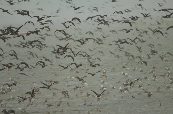 Weißgesichtige Pfeifende Enten Voll Pfeifende Enten Und Wasserspeier Oiseaux Djoudj — Stockfoto