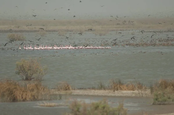 Flamingos Maiores Phoenicopterus Roseus Uma Lagoa Parque Nacional Oiseaux Djoudj — Fotografia de Stock