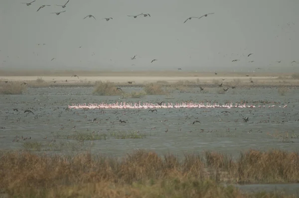 Flamingos Phoenicopterus Roseus Einer Lagune Oiseaux Djoudj National Park Saint — Stockfoto