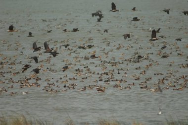 Beyaz yüzlü ördek sürüsü, dolgun ıslık çalan ördekler, devasa ve kuzey ince kuyruklu ördekler. Oiseaux du Djoudj Ulusal Parkı. Saint-Louis 'de. Senegal.