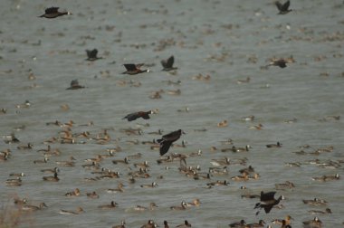 Beyaz yüzlü ördek sürüsü, dolgun ıslık çalan ördekler, devasa ve kuzey ince kuyruklu ördekler. Oiseaux du Djoudj Ulusal Parkı. Saint-Louis 'de. Senegal.