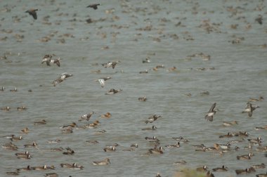 Spatula querquedula sürüsü uçuyor. Oiseaux du Djoudj Ulusal Parkı. Saint-Louis 'de. Senegal.