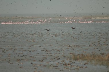 Daha büyük flamingolar Phoenicopterus gülü ve göldeki ördekler. Oiseaux du Djoudj Ulusal Parkı. Saint-Louis 'de. Senegal.