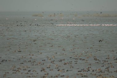 Daha büyük flamingolar Phoenicopterus gülü ve göldeki ördekler. Oiseaux du Djoudj Ulusal Parkı. Saint-Louis 'de. Senegal.