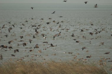 Beyaz yüzlü ördek sürüsü, dolgun ıslık çalan ördekler, devasa ve kuzey ince kuyruklu ördekler. Oiseaux du Djoudj Ulusal Parkı. Saint-Louis 'de. Senegal.