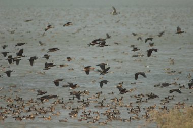 Beyaz yüzlü ördek sürüsü, dolgun ıslık çalan ördekler ve kocaman ördekler. Oiseaux du Djoudj Ulusal Parkı. Saint-Louis 'de. Senegal.