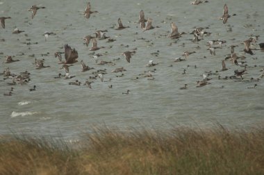 Batı bataklık bataklığı, kuzey ince kuyruklu ve devasa sürüler. Oiseaux du Djoudj Ulusal Parkı. Saint-Louis 'de. Senegal.