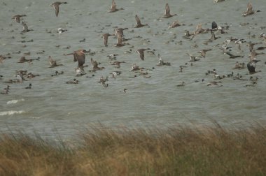 Batı bataklık bataklığı, kuzey ince kuyruklu ve devasa sürüler. Oiseaux du Djoudj Ulusal Parkı. Saint-Louis 'de. Senegal.