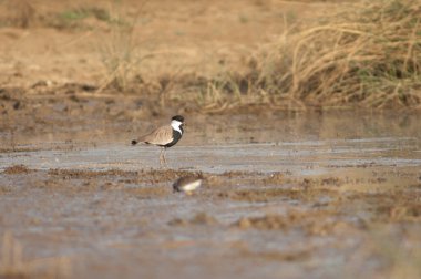 Kanatlı kanatlı Vanellus spinosus yiyor. Oiseaux du Djoudj Ulusal Parkı. Saint-Louis 'de. Senegal.