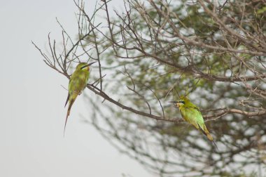 Mavi yanaklı arı yiyiciler ağaçtaki Merops persicus. Oiseaux du Djoudj Ulusal Parkı. Saint-Louis 'de. Senegal.