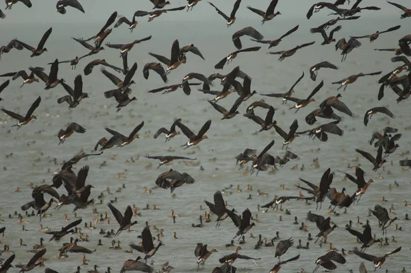 Flock of white-faced whistling ducks and fulvous whistling ducks taking flight. Oiseaux du Djoud National Park. Saint-Louis. Senegal.