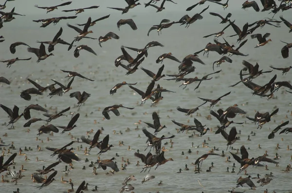 Flock White Faced Whistling Ducks Fulvous Whistling Ducks Taking Flight — Stock Photo, Image