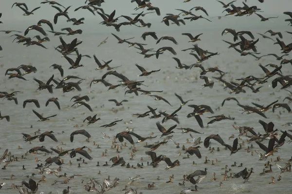 Flock White Faced Whistling Ducks Fulvous Whistling Ducks Taking Flight — Stock Photo, Image