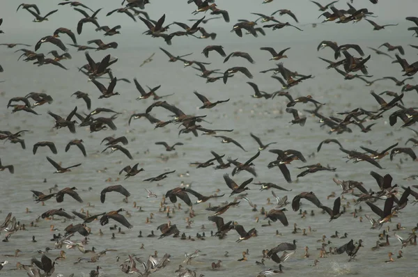 Troupeau Canards Siffleurs Visage Blanc Canards Siffleurs Fulgurants Prenant Leur — Photo