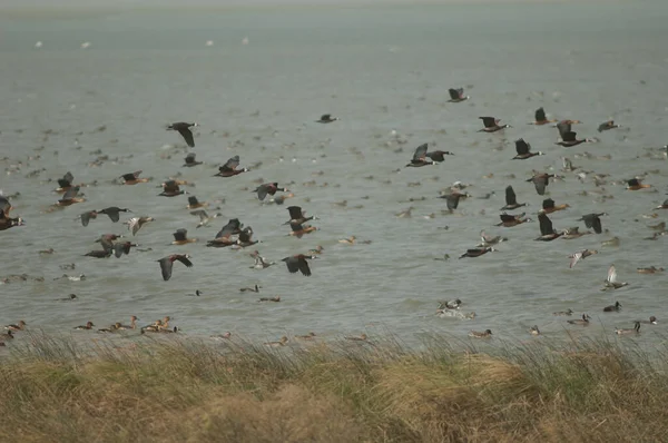 Beyaz Yüzlü Ördek Sürüsü Dolgun Islık Çalan Ördekler Kocaman Ördekler — Stok fotoğraf