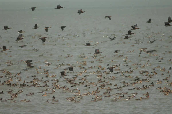 Manada Patos Silbantes Cara Blanca Patos Silbantes Garganey Pintails Del — Foto de Stock