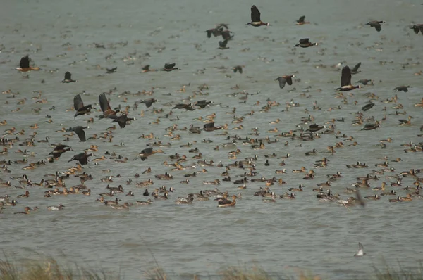 Beyaz Yüzlü Ördek Sürüsü Dolgun Islık Çalan Ördekler Devasa Kuzey — Stok fotoğraf