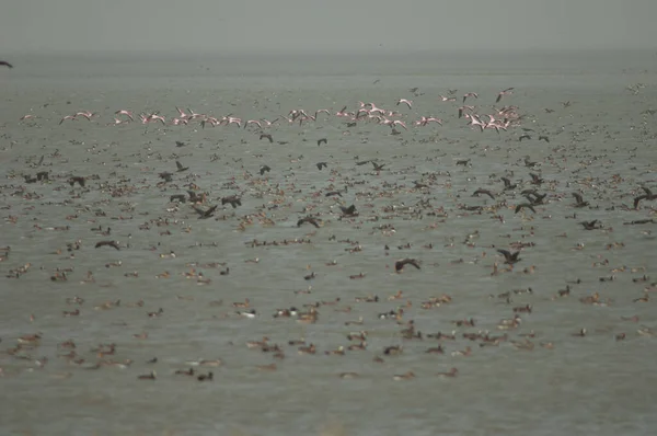 Större Flamingos Nordliga Pärlor Visslande Ankor Med Vitt Ansikte Fula — Stockfoto