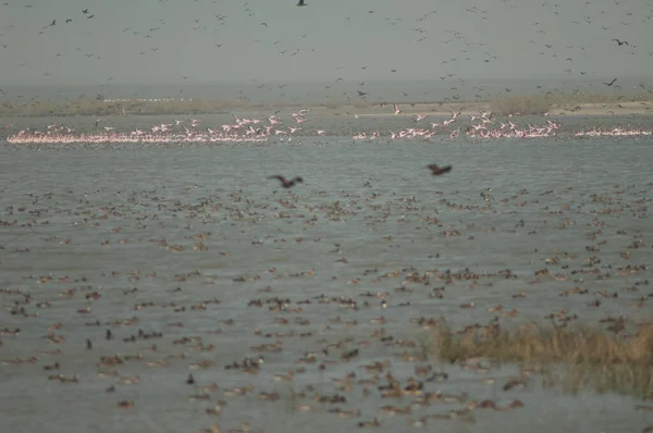 Grandes Flamencos Phoenicopterus Roseus Patos Una Laguna Parque Nacional Oiseaux —  Fotos de Stock