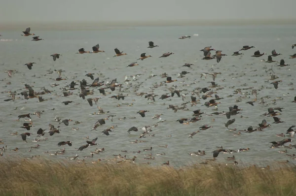 Blomma Vitansikta Visselankor Fula Visselankor Garganey Och Nordliga Pintails Oiseaux — Stockfoto