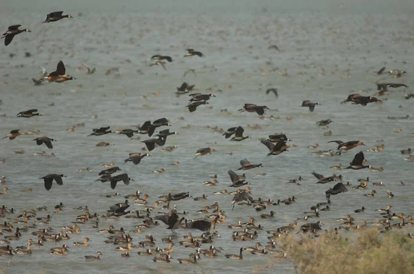 Herde Von Wehmütigen Enten Mit Weißem Gesicht Pfeifenden Enten Und — Stockfoto