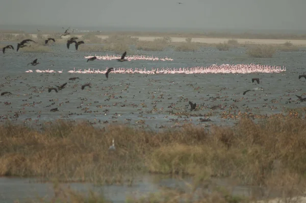 Flamingos Maiores Phoenicopterus Roseus Patos Parque Nacional Oiseaux Djoudj Saint — Fotografia de Stock
