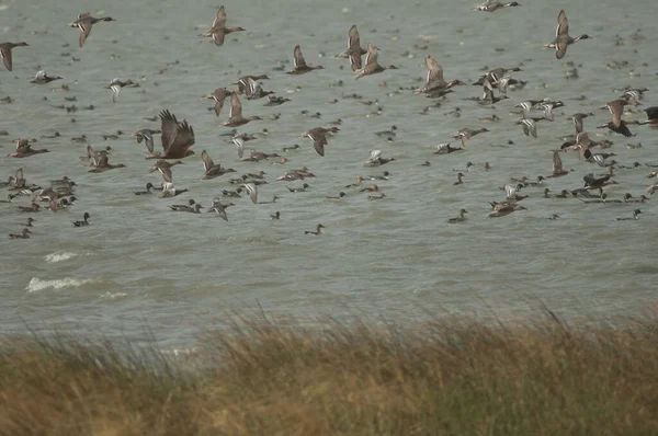 西方沼泽和一群北方的小辫子和石榴 Oiseaux Djoudj国家公园 圣路易斯 塞内加尔 — 图库照片
