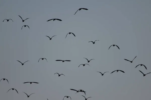 Bílé Hvízdající Kachny Dendrocygna Viduata Letu Národní Park Oiseaux Djoudj — Stock fotografie
