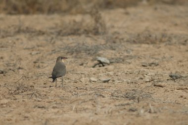 Oiseaux du Djoudj Ulusal Parkı 'nda yakalı pratincola Glareola pratincola. Saint-Louis 'de. Senegal.