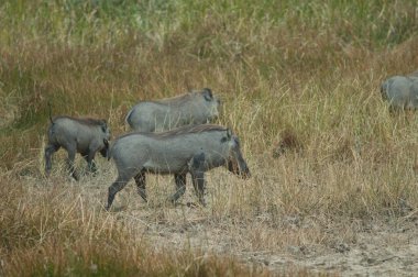 Nolan, Phacochoerus africanus africanus africanus 'u yaban domuzu. Oiseaux du Djoudj Ulusal Parkı. Saint-Louis 'de. Senegal.
