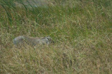 Nolan yaban domuzu Phacochoerus africanus africanus in the grass. Oiseaux du Djoudj Ulusal Parkı. Saint-Louis 'de. Senegal.