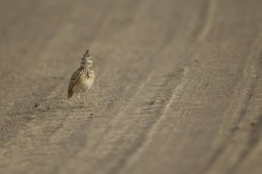 Oiseaux du Djoudj Ulusal Parkı 'nda tarla kuşu Galerida cristata. Saint-Louis 'de. Senegal.