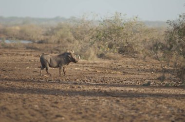 Nolan yaban domuzu Phacochoerus africanus africanus. Oiseaux du Djoudj Ulusal Parkı. Saint-Louis 'de. Senegal.